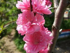 -南汇桃花村