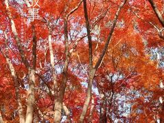 -秋霞圃
