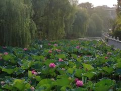 -昆山城市生态森林公园