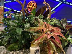 -牛茶·燕窝饮品(SKPS店)