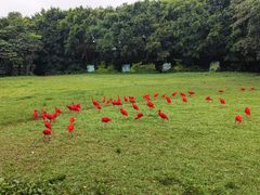 -广州长隆飞鸟乐园
