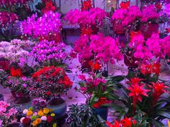 -花鸟鱼虫鲜花绿植市场(玉泉路店)