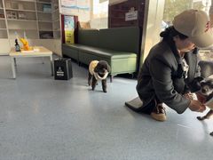 -顺强宠物诊所·狂犬免疫·夜诊·骨科(嘉定店)