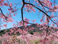 -风云岭森林公园