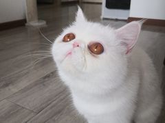-喜多萌中农锦绣动物医院24H·猫科·牙科MRI·CT