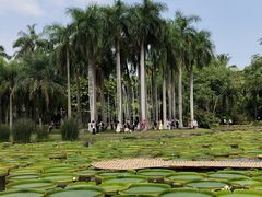 -中国科学院西双版纳热带植物园
