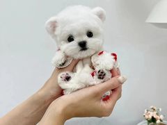-萌宠之家·腊肠犬·马尔泰·小体犬舍