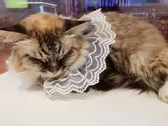 -怪兽屋·羊驼·猫咖·狗咖(俊华广场店)