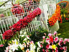 -上海鲜花港