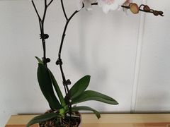 -EPOQUE·一刻花店(兴业太古汇店)