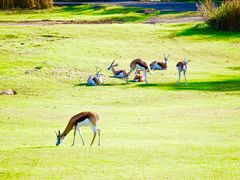 -奥兰多迪士尼动物王国乐园