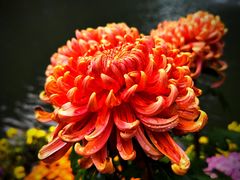 -杭州植物园