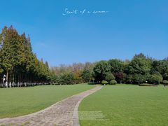 -合肥滨湖国家森林公园