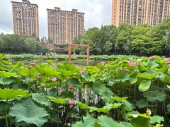 -陈家山荷花公园