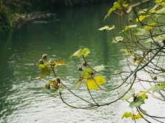 -桤木河湿地公园