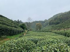 -龙坞茶村