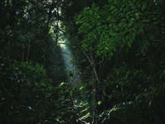 -莫里热带雨林景区