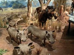 -陕西自然博物馆