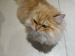 -藏猫猫咖啡主题馆(中央大道店)