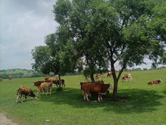 -塞罕坝国家级自然保护区