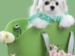 -萌宠之家·腊肠犬·马尔泰·小体犬舍