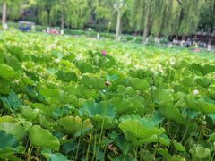 -四川大学(望江校区)