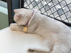 -怪兽屋·羊驼·猫咖·狗咖(俊华广场店)