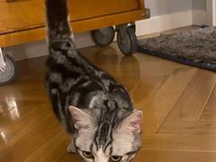 -猫大福·Fortune Cat猫舍(百子湾店)