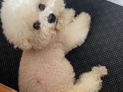 -美联众合动物医院·24h转诊中心