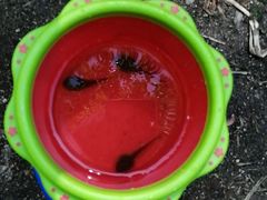 -碓臼峪自然风景区