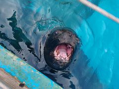 -海合安成都极地海洋公园