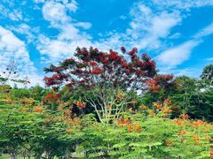 -中国科学院西双版纳热带植物园