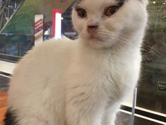 -猫小院猫主题餐厅(三里屯店)