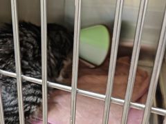 -动物缘宠物医院·骨科·猫科(西二环店)