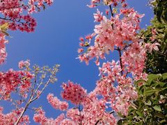 -顾村公园