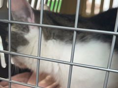 -天使宠物医院·犬猫分诊(彩虹店)