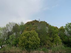 -新江湾城公园