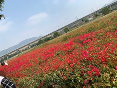 -光明小镇欢乐田园