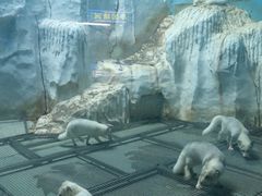 -泉城欧乐堡海洋极地世界