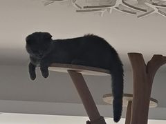 -泰国佛·塔罗·泰牌狐仙古曼
