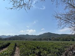 -中国茶叶博物馆(双峰馆区)