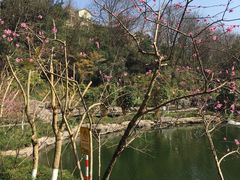 -重庆彩云湖湿地公园