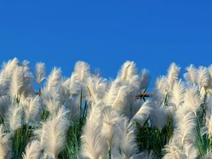 -咸阳湖景区-统一广场