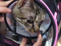 -伟伟宠物医院·瑞派猫友好医院·猫科(光谷店)