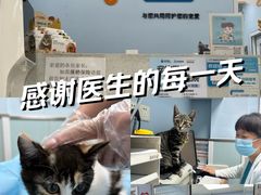 -纳吉亚猫专科动物诊疗中心(蒋宅口分院)
