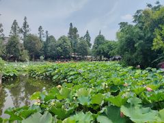 景点-成都市文化公园