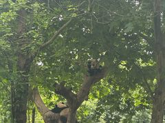 -都江堰中华大熊猫苑