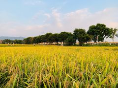 -光明小镇欢乐田园