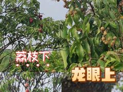 -长洲岛