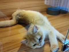 -猫十亿·布偶金渐层·曼基康矮脚猫舍(青年路店)